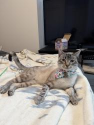 Reunited Male Cat last seen Tilton cor San Mateo , San Mateo, CA 94401