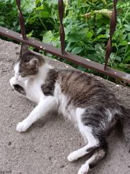 Found/Stray Female Cat last seen Stake dr by post office in Green, Green, OH 44720