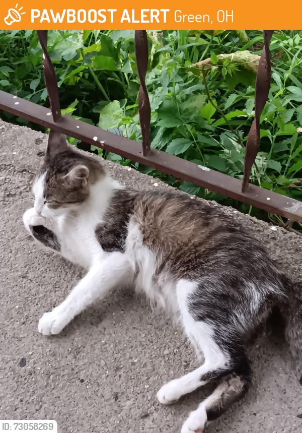 Found/Stray Female Cat last seen Stake dr by post office in Green, Green, OH 44720