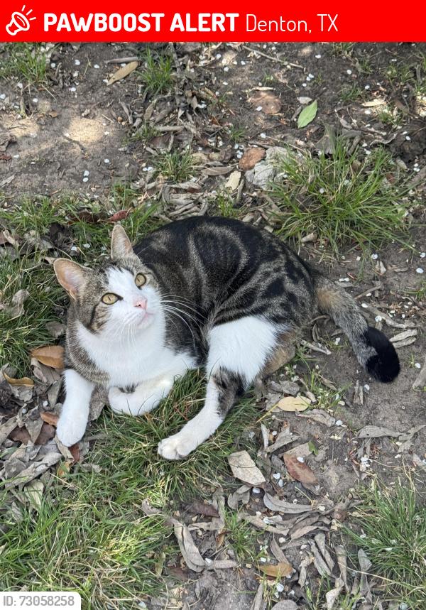 Lost Male Cat last seen Carroll and Magnolia, Denton, TX 76201