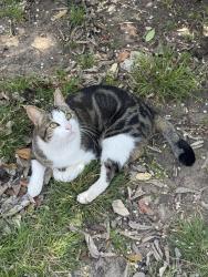 Lost Male Cat last seen Carroll and Magnolia, Denton, TX 76201