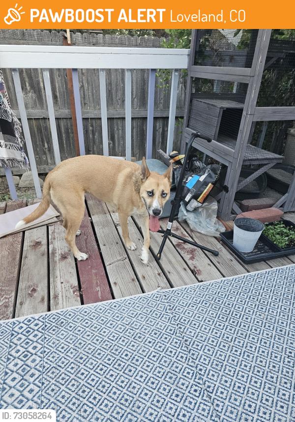 Found/Stray Female Dog last seen 6th and Harrison Ave, Loveland, CO 80537