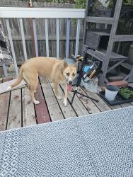 Found/Stray Female Dog last seen 6th and Harrison Ave, Loveland, CO 80537