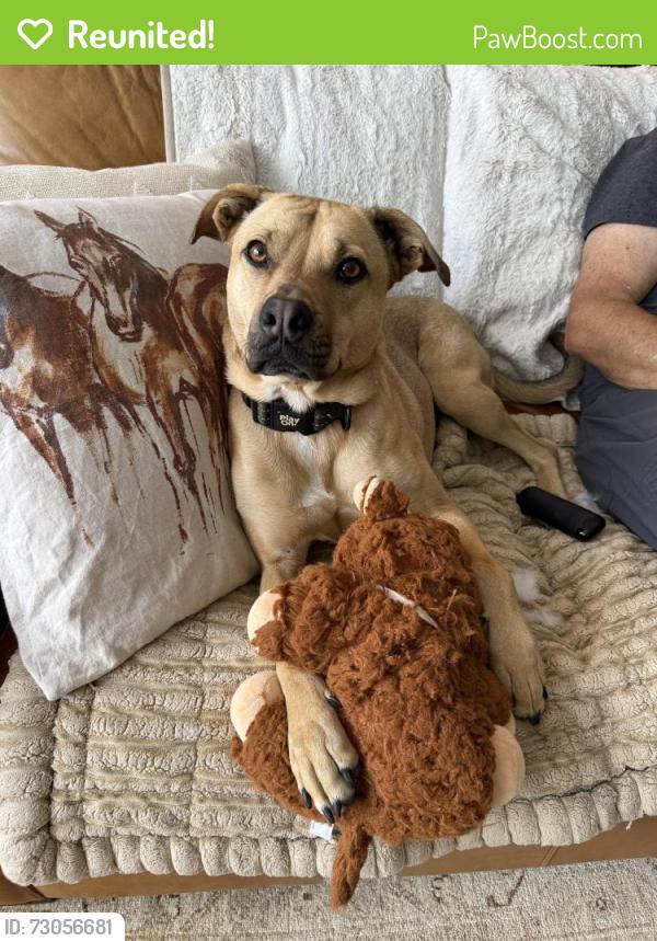 Reunited Male Dog last seen Old Oakdale road and forest ridge drive, McDonald, PA 15057
