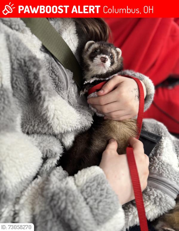 Lost Male Ferret last seen I’m not sure , Columbus, OH 43207