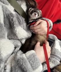 Lost Male Ferret last seen I’m not sure , Columbus, OH 43207
