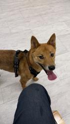Reunited Male Dog last seen Pioneer park , West Chicago, IL 60185