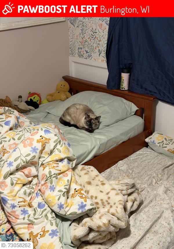 Lost Female Cat last seen Dardis drive and Lincoln street/ Burlington, Burlington, WI 53105