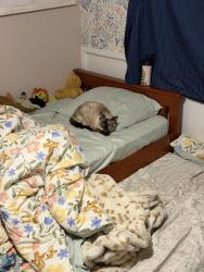 Lost Female Cat last seen Dardis drive and Lincoln street/ Burlington, Burlington, WI 53105