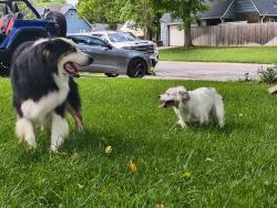 Found/Stray Unknown Dog last seen Tanglewood area, Derby, KS 67037