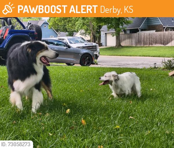 Found/Stray Unknown Dog last seen Tanglewood area, Derby, KS 67037