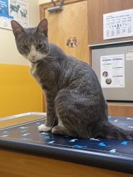 Found/Stray Male Cat last seen Sheepshead Bay; East 28th and X, Brooklyn, NY 11229