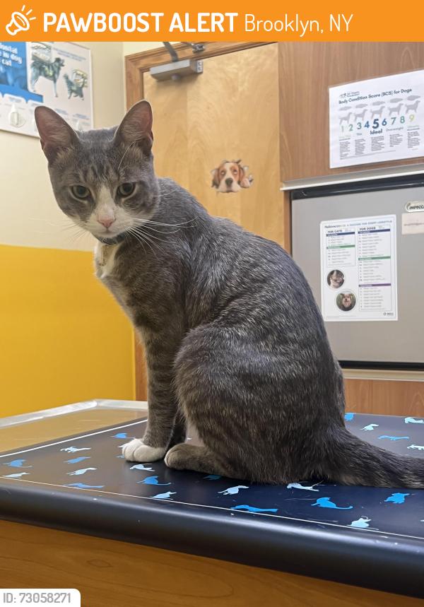 Found/Stray Male Cat last seen Sheepshead Bay; East 28th and X, Brooklyn, NY 11229