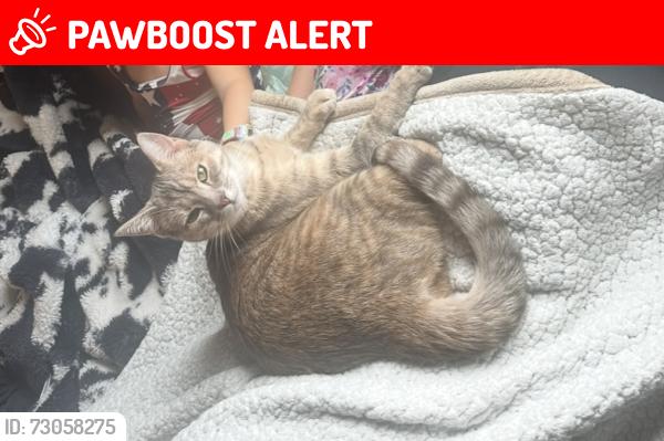 Lost Female Cat last seen River oak, Eglin Air Force Base, FL 32542