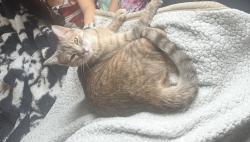 Lost Female Cat last seen River oak, Eglin Air Force Base, FL 32542