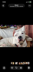 Lost Female Dog last seen Sw 218 st and 157 ave in the Redlands , Miami-Dade County, FL 33170