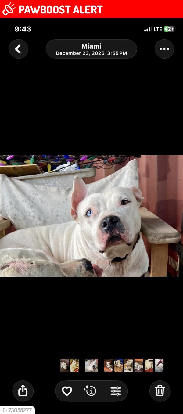 Lost Female Dog last seen Sw 218 st and 157 ave in the Redlands , Miami-Dade County, FL 33170