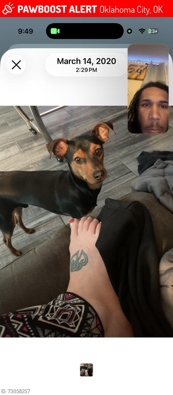 Lost Male Dog last seen Nw 63rd and MacArthur, Oklahoma City, OK 73132