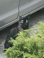 Found/Stray Unknown Cat last seen Via de las Abejas , San Jose, CA 95120