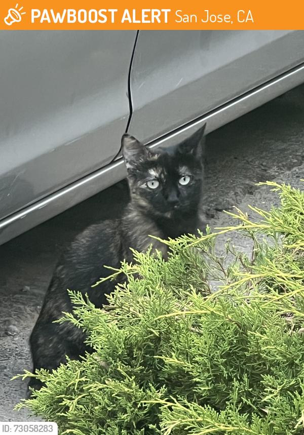 Found/Stray Unknown Cat last seen Via de las Abejas , San Jose, CA 95120
