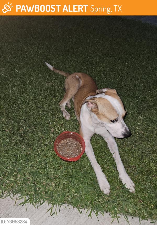 Found/Stray Male Dog last seen Rayford crossing rv park, Spring, TX 77386