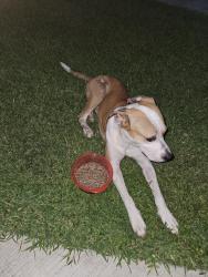Found/Stray Male Dog last seen Rayford crossing rv park, Spring, TX 77386