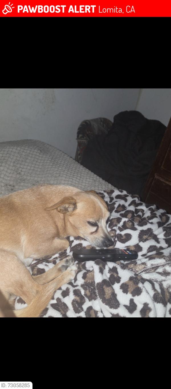 Lost Male Dog last seen Near 248th St, Lomita, CA 90717, Lomita, CA 90717