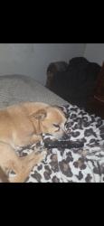 Lost Male Dog last seen Near 248th St, Lomita, CA 90717, Lomita, CA 90717