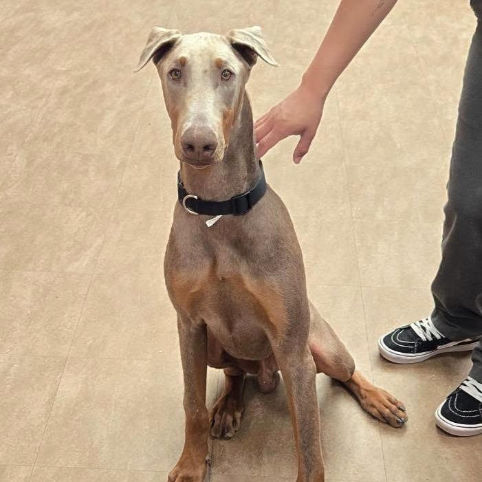 Shelter Stray Male Dog last seen , 6621 Westminster Ave, Garden Grove, CA 92844, USA