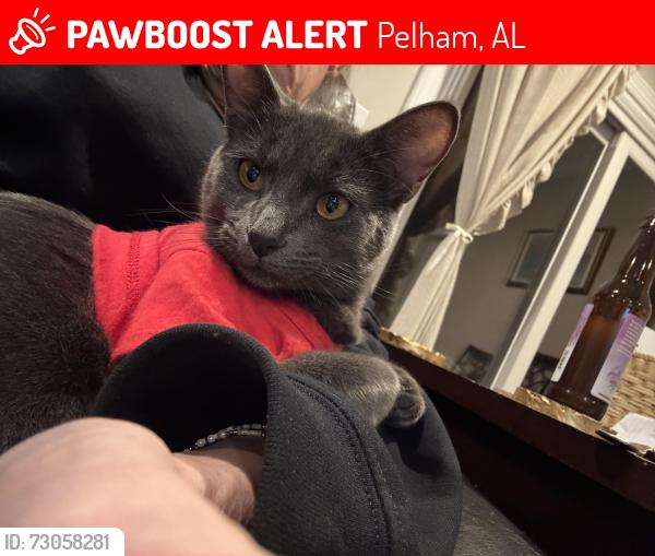 Lost Male Cat last seen Windsor circle, Pelham, AL 35124