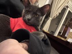 Lost Male Cat last seen Windsor circle, Pelham, AL 35124