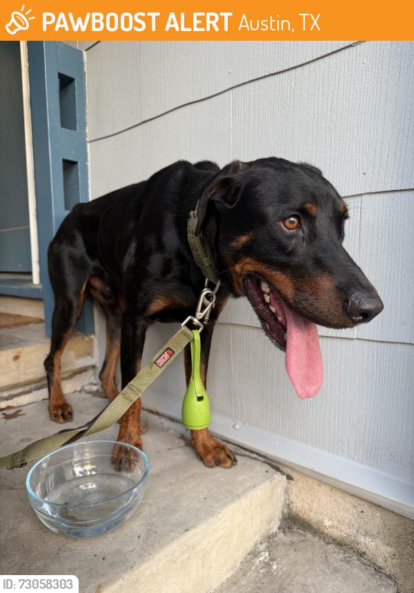 Found/Stray Male Dog last seen Koenig Ave and Link, Austin, TX 78752