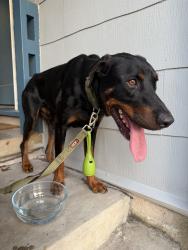 Found/Stray Male Dog last seen Koenig Ave and Link, Austin, TX 78752