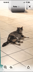 Lost Female Cat last seen Ogden Ave and 50th Ave , Cicero, IL 60804