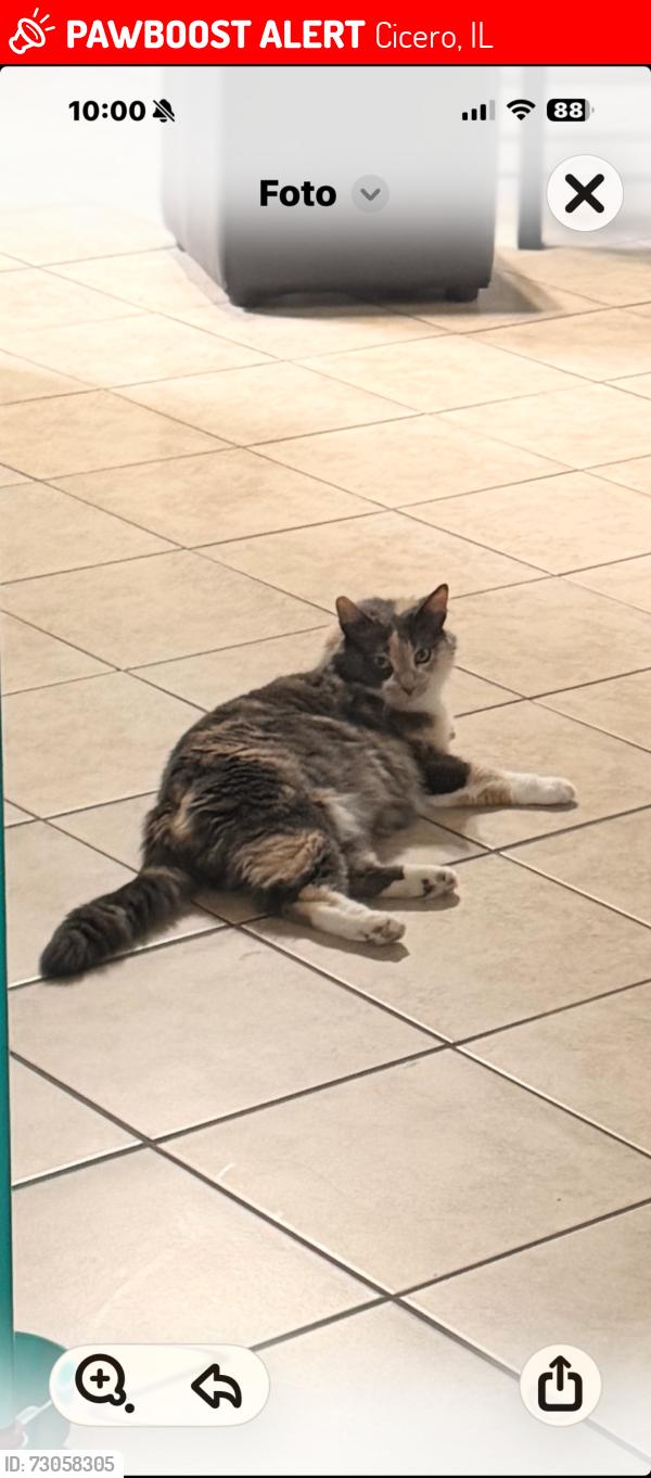 Lost Female Cat last seen Ogden Ave and 50th Ave , Cicero, IL 60804