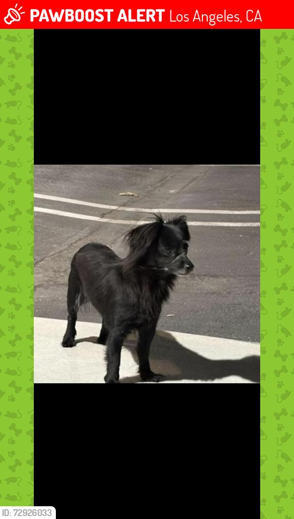 Lost Male Dog last seen Santa Anita Ave & Tyler Ave near SGV Airport, Los Angeles, CA 90011