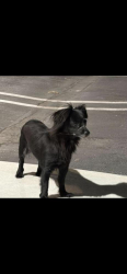 Lost Male Dog last seen Santa Anita Ave & Tyler Ave near SGV Airport, Los Angeles, CA 90011