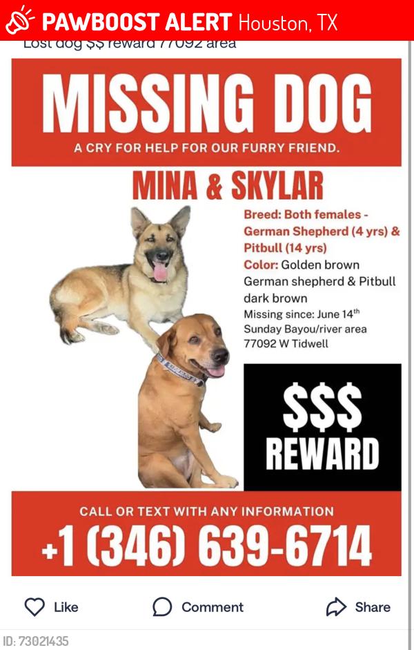 Lost Female Dog last seen Near w Tidwell Rd, Houston, TX 77092