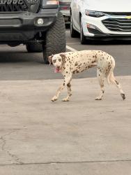 Found/Stray Female Dog last seen Near and Indian school, Phoenix, AZ 85019