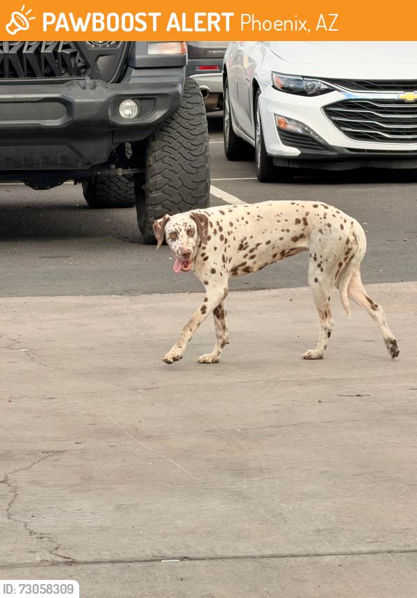 Found/Stray Female Dog last seen Near and Indian school, Phoenix, AZ 85019
