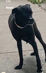 Found/Stray Female Dog last seen Cortland and Keystone, Chicago, IL 60639