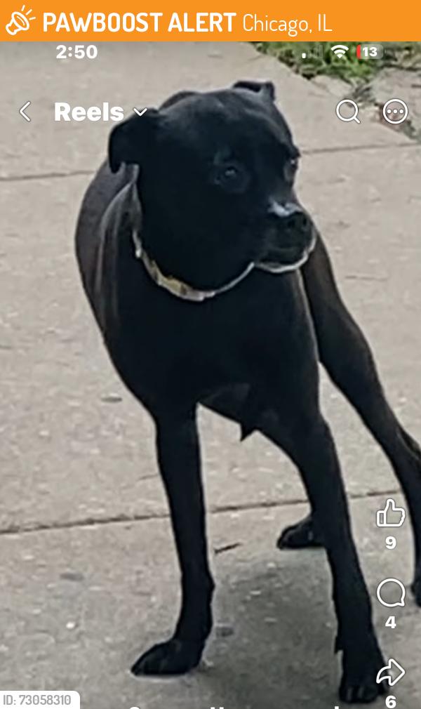 Found/Stray Female Dog last seen Cortland and Keystone, Chicago, IL 60639