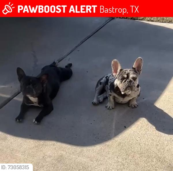 Lost Female Dog last seen Pecan Park, Bastrop, TX 78602
