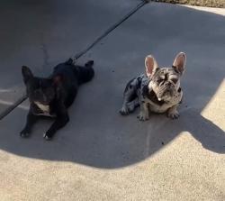 Lost Female Dog last seen Pecan Park, Bastrop, TX 78602