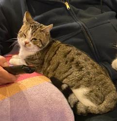 Lost Male Cat last seen laurel ave & princeton st, Hayward, CA 94541