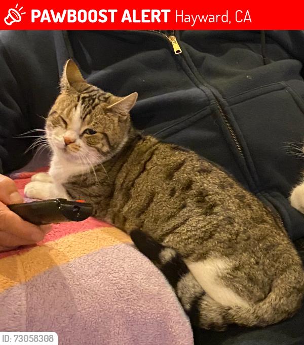 Lost Male Cat last seen laurel ave & princeton st, Hayward, CA 94541