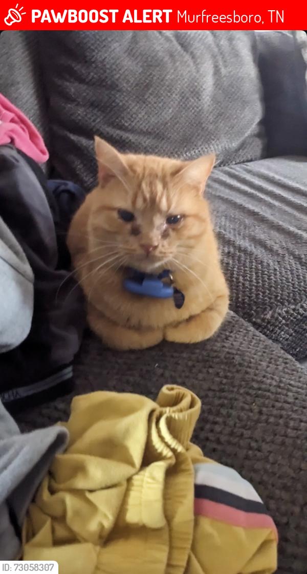 Lost Male Cat last seen Leaf Avenue & East Clark near Wild About Smiles and Evergreen Cemetery, Murfreesboro, TN 37130