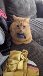 Lost Male Cat last seen Leaf Avenue & East Clark near Wild About Smiles and Evergreen Cemetery, Murfreesboro, TN 37130