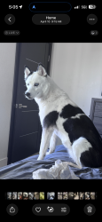 Lost Female Dog last seen Rafael Rivera Way, Las Vegas, NV 89113
