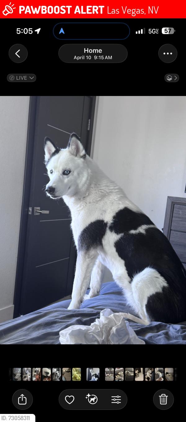 Lost Female Dog last seen Rafael Rivera Way, Las Vegas, NV 89113